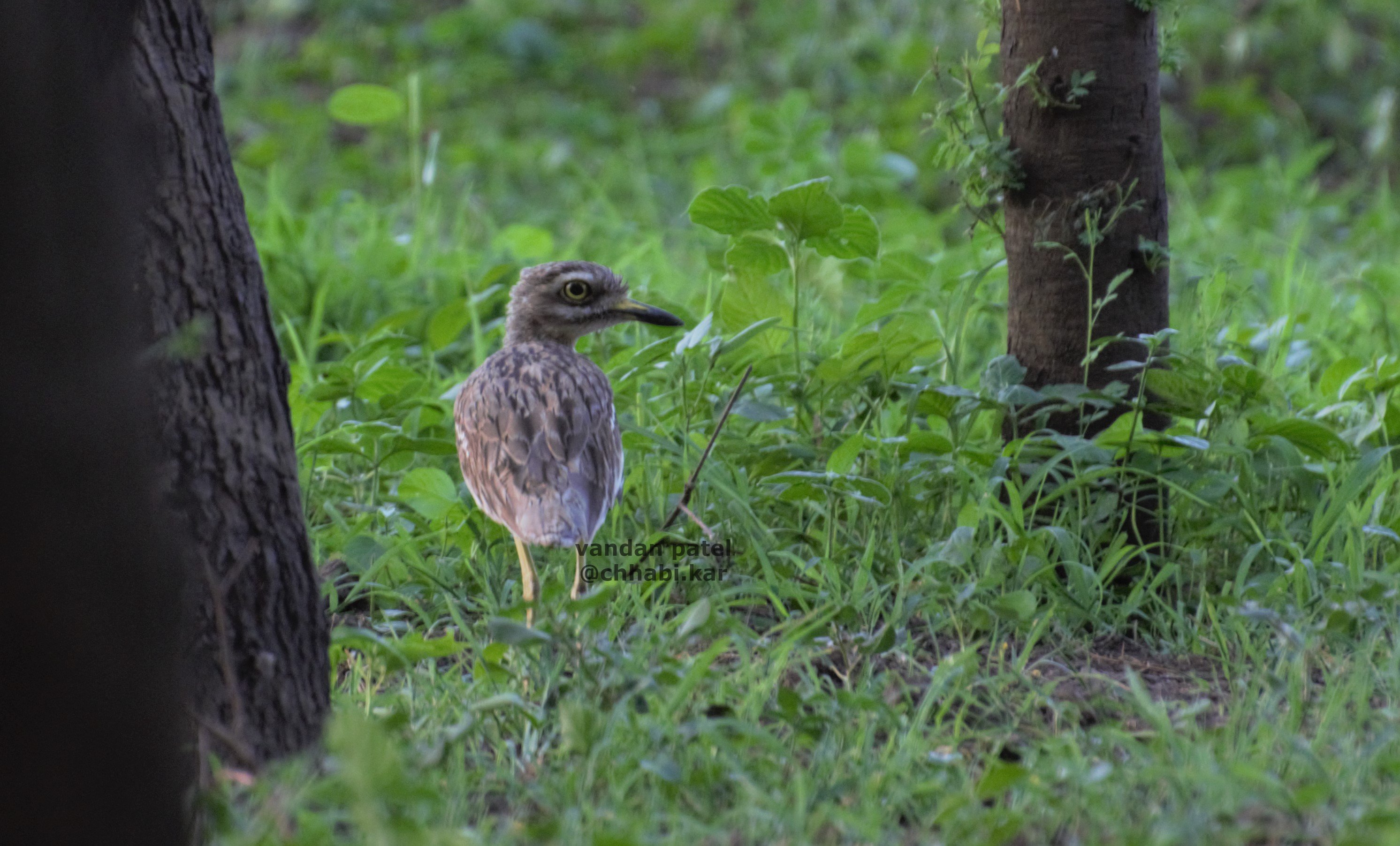 Indian Thick-knee